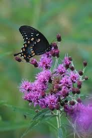 Image result for Vernonia turbinella