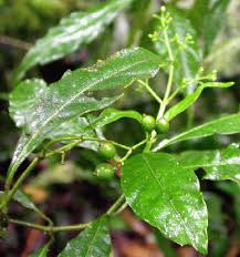 Image result for Psychotria auxopoda