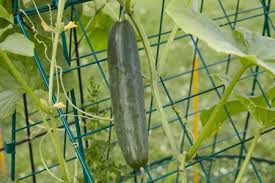When the cucumbers are about 3 inches tall, insert a trellis near the plants and coax the vines to grow on the trellis by wrapping vines on it. How And When To Harvest Cucumbers