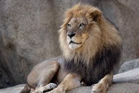 African Lion - Zoo Atlanta