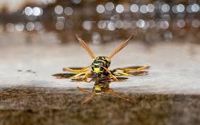 The first step in getting rid of wasps is locating the nest. Wasp Identification Prevention Guide Wasps In Charlotte Nc