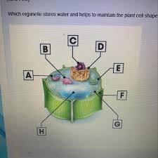 A specialized organelle in green plant cells and some. Which Organelle Stores Water And Helps To Maintain The Plant Cell Shape Brainly Com