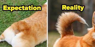 Tail docking has some interesting roots. I Just Learned That Corgis Have Their Tales Docked