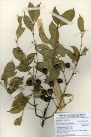 Image result for Strychnos usambarensis