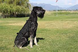 Reputable Giant Schnauzer Breeder Www Fishburnhomestead Com Schnauzer Dogs Giant Schnauzer Giant Schnauzer Breeders