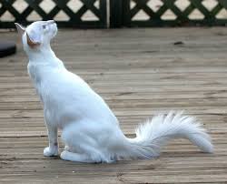 Cat Colours Blue Tabby Point Balinese Cat Oriental Shorthair Cats Cute Cats And Kittens