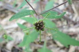 Image result for Sigesbeckia