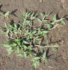 Image result for Urochloa semiundulata