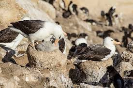 When albatross was not at sea the seagull 111s were at raaf richmond, near sydney; Albatross Wikipedia