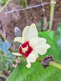 Image result for Hibiscus calyphyllus