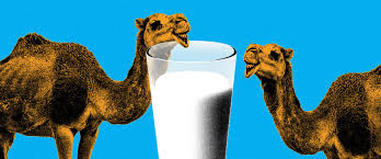 should we all be drinking camel milk now