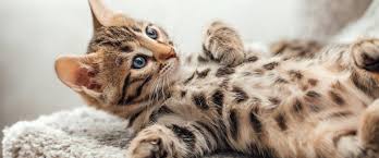Image result for adorable cat