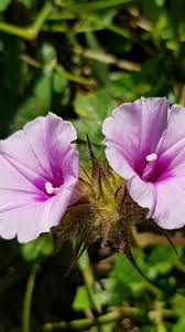 Image result for Ipomoea wightii