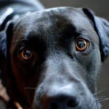 Maybe you would like to learn more about one of these? Dallas Animal Services And Adoption Center Home Facebook