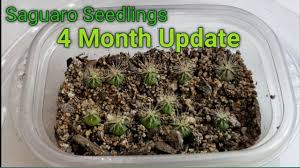 Not only will you see amazing growth of your cactus perfect plant's soil is a good mix for cactus. Saguaro Cactus Seedling 4 Month Update Youtube