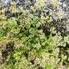 Image result for Polycarpon