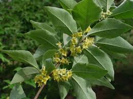 Image result for Sarcophrynium schweinfurthianum