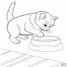 30 Nuova Cuccioli Di Gatto Da Colorare Disegno Di Animali Cucciolo Di Gatto Disegni Di Gatti