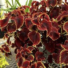 The compound annual growth rate, known as cagr, is compound annual growth rate, or cagr, is the mean annual growth rate of an investment over a specified period of time longer than one year. Coleus Terra Nova Fireball Terra Nova Nurseries Inc