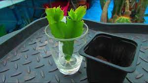 Rooting Schlumbergera Cactus Xmas Thanksgiving Cactus In Water Potting Up Youtube