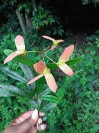 Image result for Acridocarpus natalitius