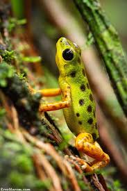 Black And Yellow Spotted Frog Spotted Frog Dart Frog Poison Dart Frogs Strawberry Poison Dart Frog
