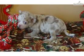 Merle french bulldogs, different colors, some with royal blue eyes. Merle Chihuahua Puppies For Sale The Y Guide