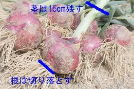 Https Xn Ock7a3bwd939y2nu Com E3 82 Bf E3 83 9e E3 83 8d E3 82 Ae E6 A0 Bd E5 9f B9 E8 82 B2 E3 81 A6 E6 96 B9 E3 82 Bf E3 83 9e E3 83 8d E3 82 Ae E5 8f 8e E7 A9 Ab E6 A0 B9 E5 88 87 E3 82 8a Html