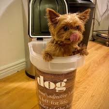 June aka Princess Juniper | “You know goodbye ain't forever.” -Charlie, All  Dogs Go to Heaven. I haven't posted in six months, maybe more. A lot has  changed. If... | Instagram