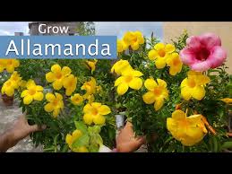 Image result for Allamanda