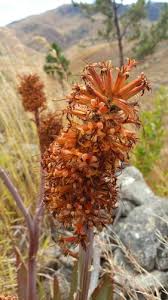 Image result for Aloe wollastonii