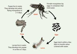 Click the links to learn more about the individual districts. Spn Mosquitoes And West Nile Virus Is On The Rise School Integrated Pest Management