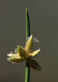 Image result for Cyperus laevigatus