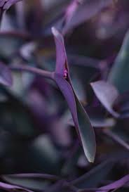 Image result for Tradescantia pallida
