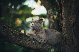 Can Cats Eat Strawberries Cat Pics Grey Cats Beautiful Cats