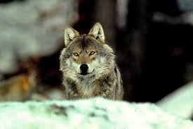 She came to fame thanks to bergman's wild strawberries. Das Frisst Der Wolf Nabu