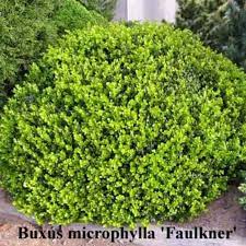 Buxus Microphylla Faulkner Buxus Front Garden Design Dream Garden