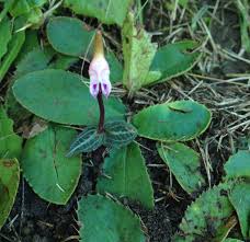 Image result for Disperis