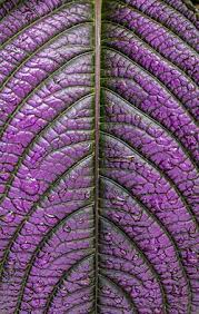 Image result for Strobilanthes