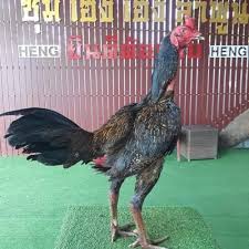 Ayam magon adalah ayam yang dihasilkan dari persilangan ayam pama dan ayam saigon cara meluruskan jari ayam yang. Video Ayam Magon Mudah