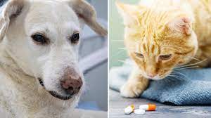 Antibiotics For Cats And Dog It S Not Automatic Cats Dog Cat Amoxicillin For Cats