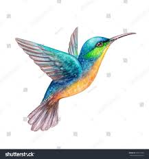 Aquarellillustration Fliegender Kolibri Lokalisiert Auf Weissem Hintergrund Exotisch Jul Passaro De Aquarela Ilustracao De Passaros Ilustracao De Aquarela