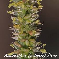 Image result for Amaranthus praetermissus