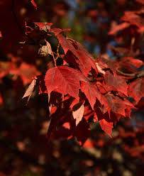 Using Georgia Native Plants: Parking Lot Maples
