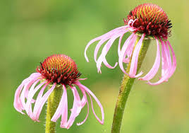 Image result for Scabiosa drakensbergensis