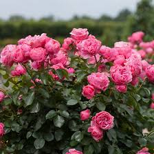 We did not find results for: Top 15 Most Beautiful Rose Flowers
