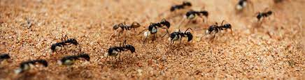 As a pest exterminator, we are happy to inform you of the many types, including carpenter and pavement ants. Ant Exterminator Rochester Ny Ant Pest Control Treatment