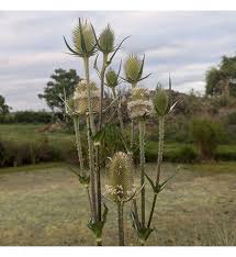 Image result for Dipsacus