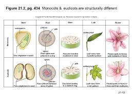 Lab 5 Plant Diversity Anatomy And Physiology Diagram Quizlet
