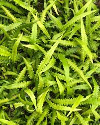 Image result for Deparia